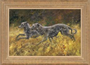 Deerhounds