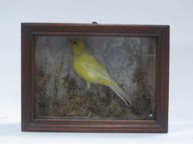 Taxidermy, Canary in naturalistic setting, wooden glazed rectangular case, 24.5cm wide.