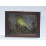 Taxidermy, Canary in naturalistic setting, wooden glazed rectangular case, 24.5cm wide.