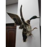 Taxidermy - Duck, on bark base, 50cn high.