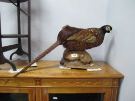 Taxidermy - Pheasant, on wooden naturalistic base, 31cm high, approximately 68cm long.