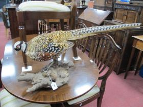 Taxidermy - Female Pheasant, on wooden naturalistic base, 42cm high, approximately 86cm long,