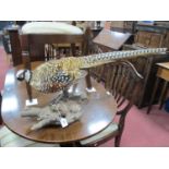 Taxidermy - Female Pheasant, on wooden naturalistic base, 42cm high, approximately 86cm long,