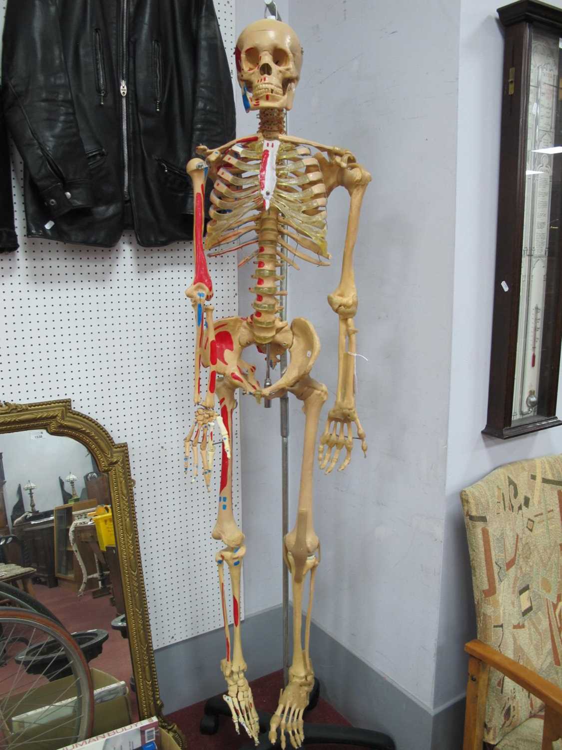 Skeleton, full length human skeleton model in resin, possibly a student's model with coloured and