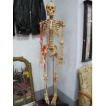 Skeleton, full length human skeleton model in resin, possibly a student's model with coloured and