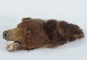 TAXIDERMY: MOUNTED BEAR'S HEAD