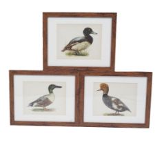 SET OF 3 ORNITHOLOGICAL PRINTS