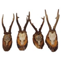 GROUP OF 4 SIBERIAN ROE DEER ANTLERS