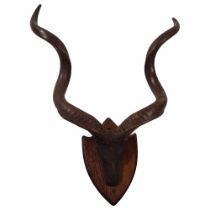 TAXIDERMY: KUDO SKULL AND ANTLERS