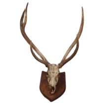 TAXIDERMY: RED DEER STAG