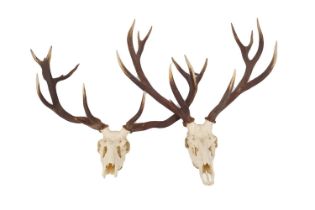 TAXIDERMY: TWO LARGE PAIRS OF DEER ANTLERS