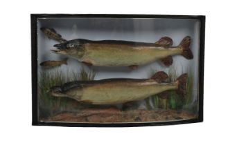 TAXIDERMY: GROUP OF PIKE