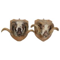 TAXIDERMY: 2 RAMS' HEADS