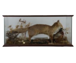 TAXIDERMY: CASED FOX