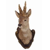 TAXIDERMY: SIBERIAN ROE DEER