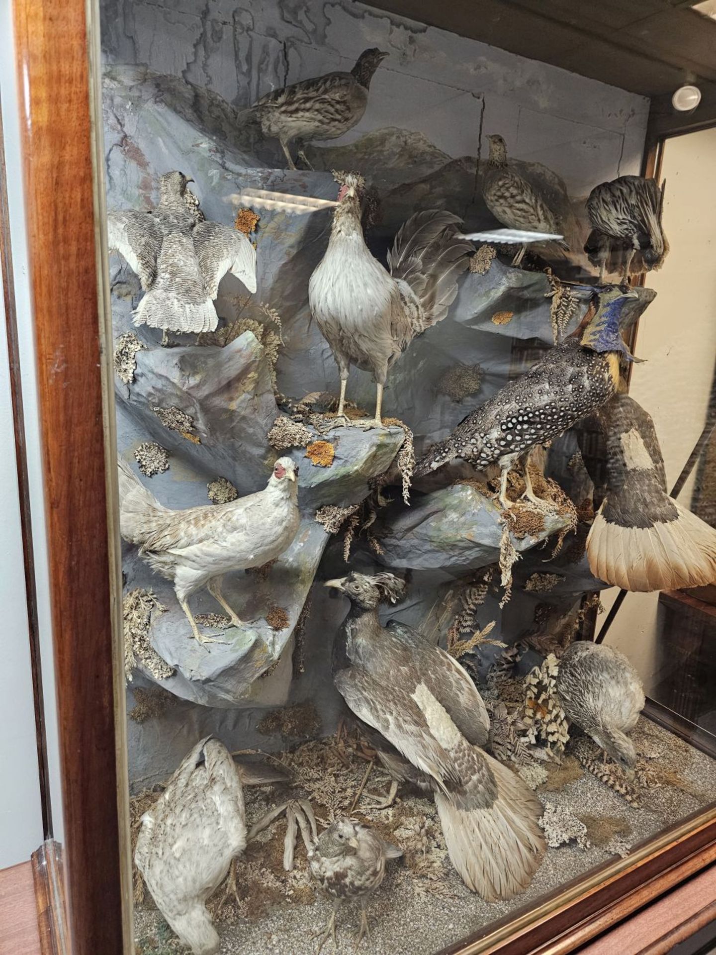TAXIDERMY: LARGE COLLECTION OF PHEASANTS - Bild 2 aus 4