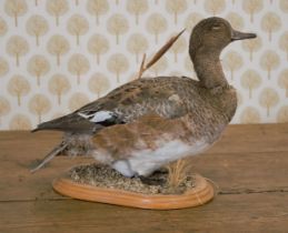 TAXIDERMY: DUCK