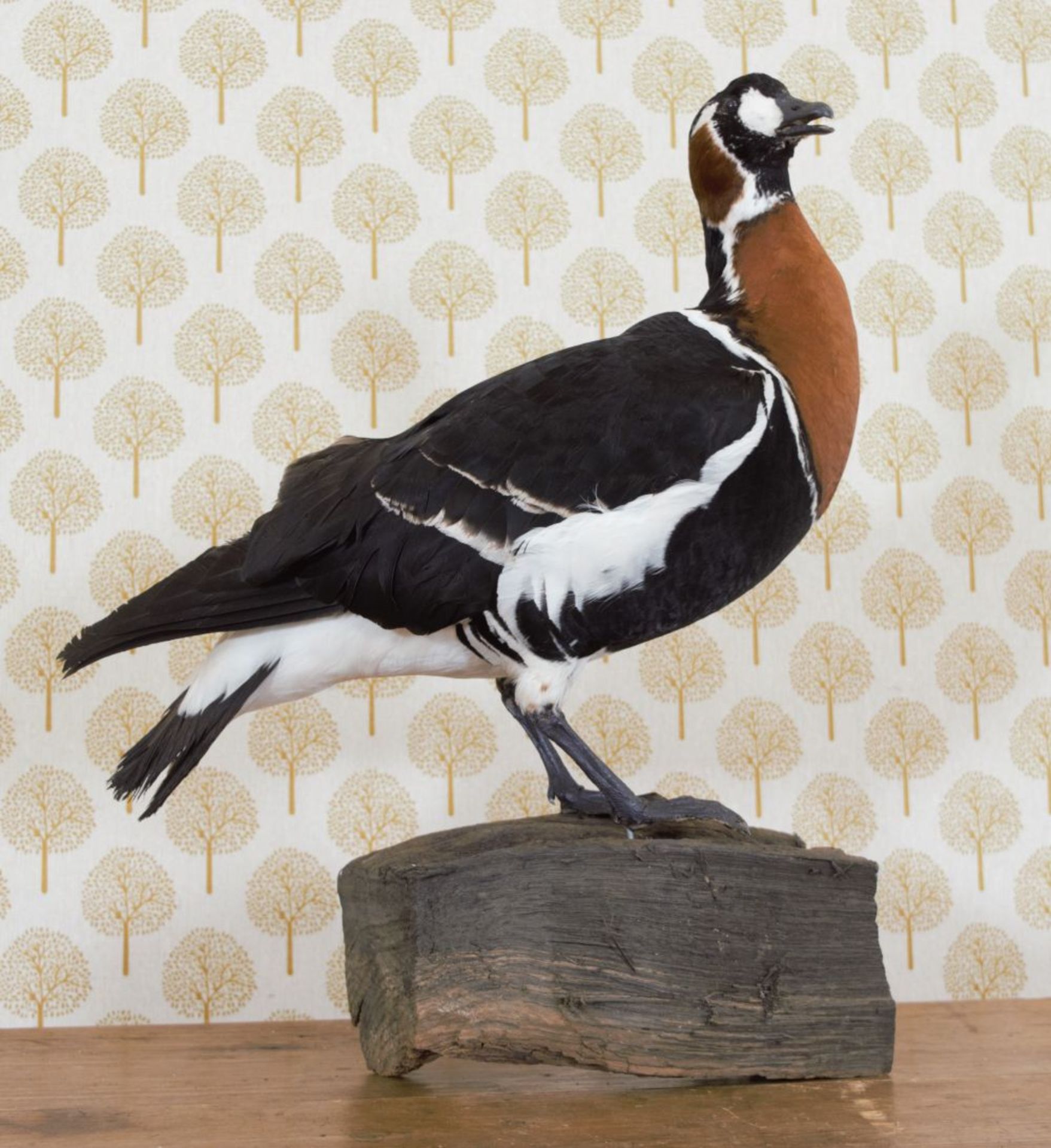TAXIDERMY: RED-BREASTED GOOSE - Bild 2 aus 2