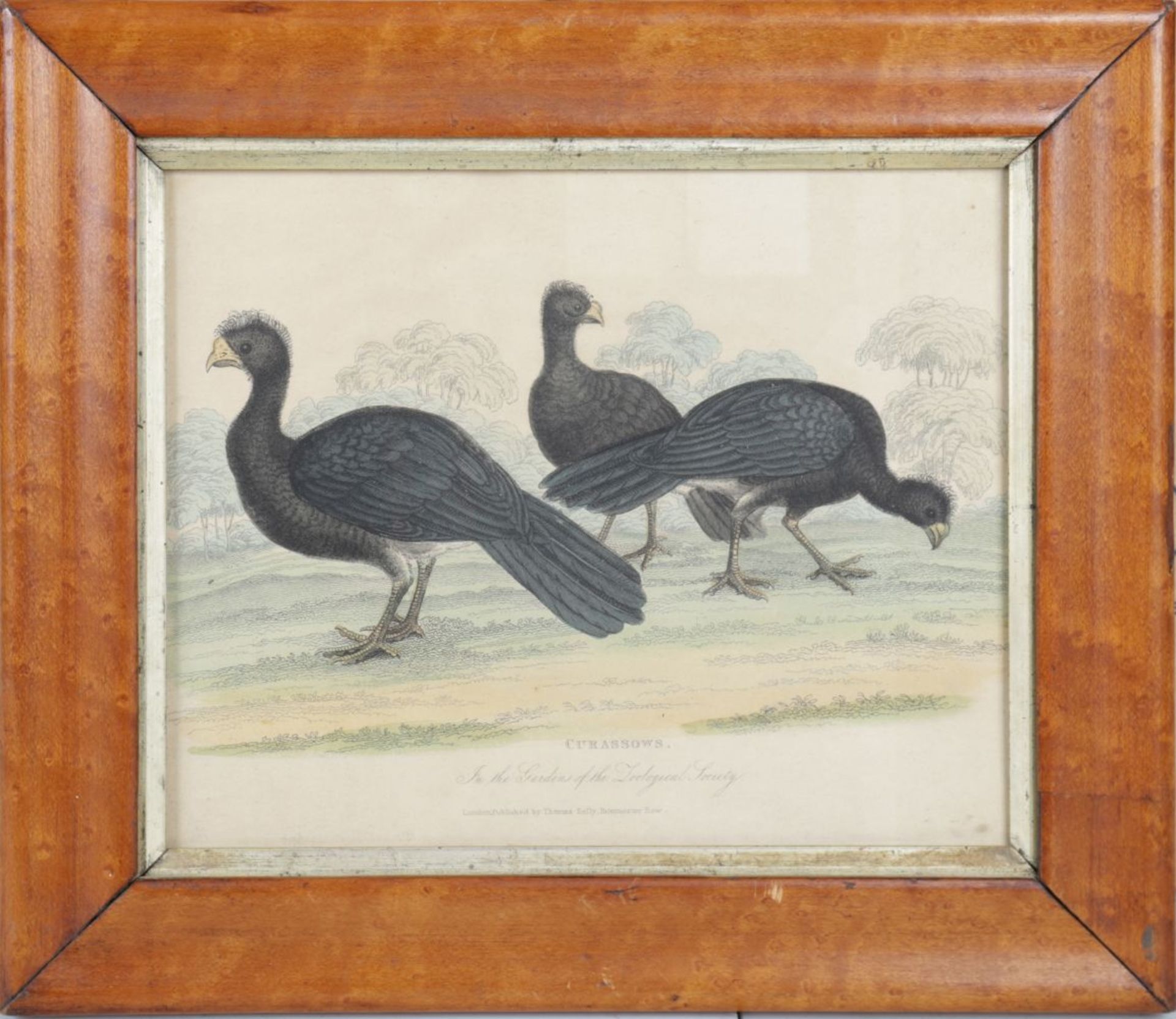 18TH-CENTURY ORNITHOLOGICAL COLOURED ENGRAVING