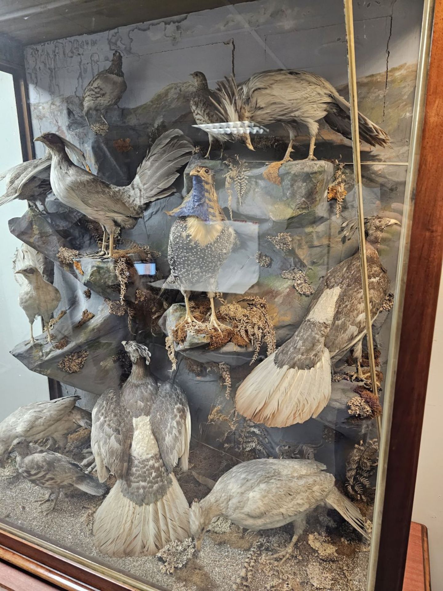 TAXIDERMY: LARGE COLLECTION OF PHEASANTS - Image 3 of 4