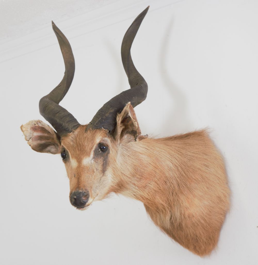 TAXIDERMY: WALL MOUNTED HEAD