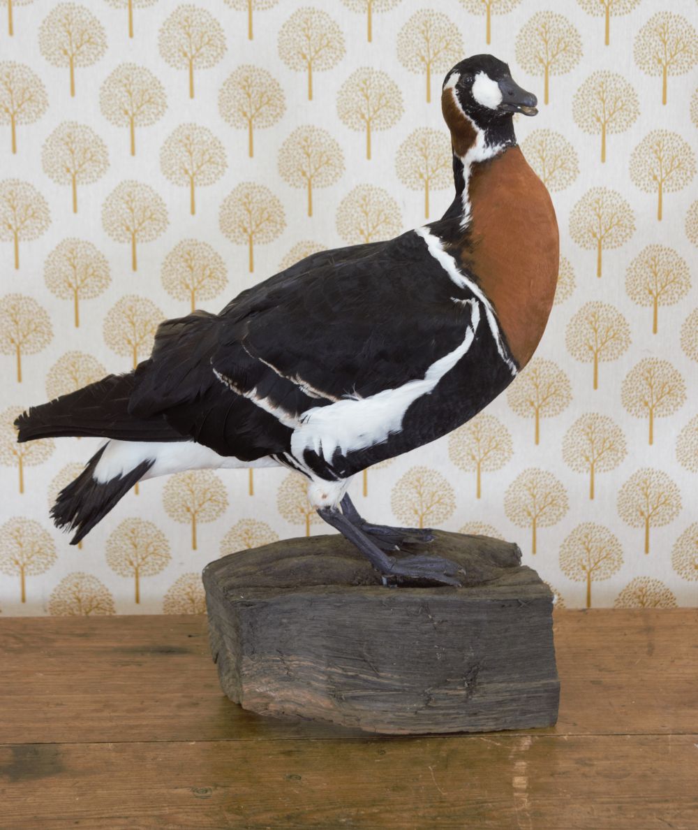 TAXIDERMY: RED-BREASTED GOOSE