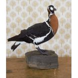 TAXIDERMY: RED-BREASTED GOOSE