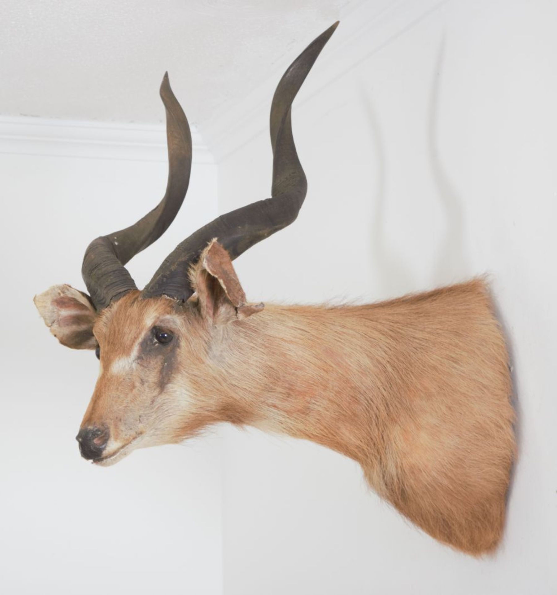 TAXIDERMY: WALL MOUNTED HEAD - Image 2 of 2