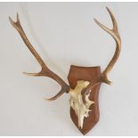 TAXIDERMY: DEER'S ANTLERS AND SKULL