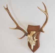 TAXIDERMY: DEER'S ANTLERS AND SKULL