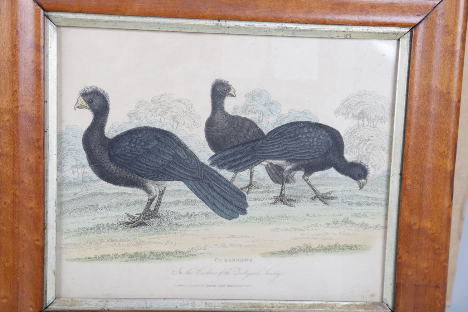 18TH-CENTURY ORNITHOLOGICAL COLOURED ENGRAVING - Image 2 of 2