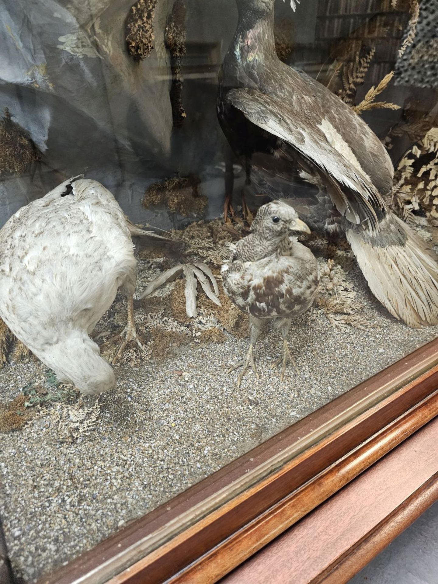 TAXIDERMY: LARGE COLLECTION OF PHEASANTS - Image 4 of 4