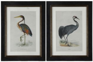 PAIR ORNITHOLOGICAL PRINTS