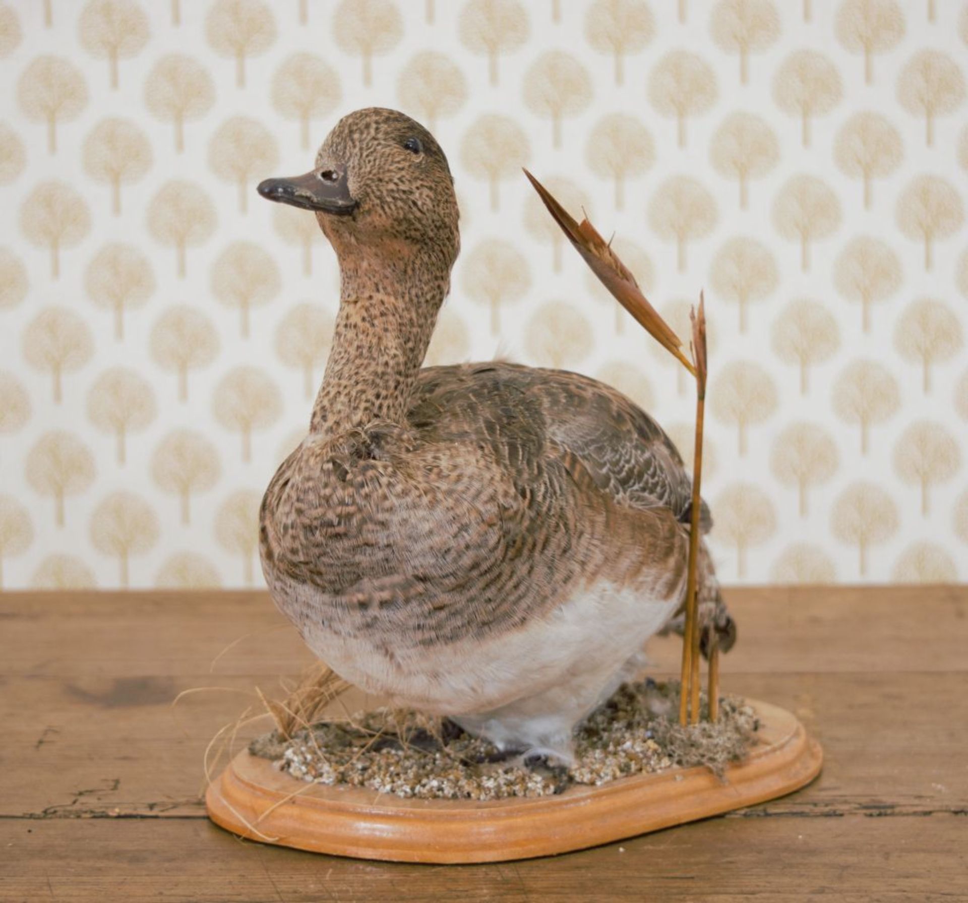 TAXIDERMY: DUCK - Image 2 of 2