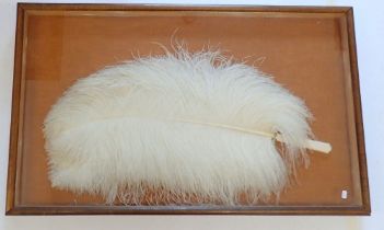 A large single white ostrich feather fan with ivory handle, framed and glazed, 77 x 48cm - Ivory