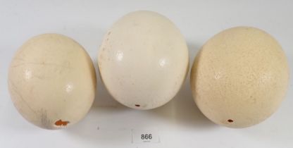 Three ostrich eggs, largest 15cm tall