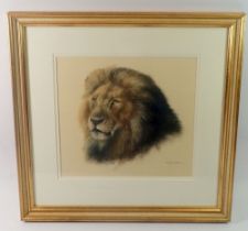 Joel Kirk - pastel of a lion, 24 x 25cm