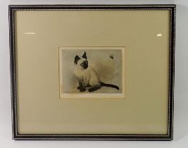Maarten Langbroek - etching Siamese kitten and bee, signed in pencil, 10 x 12.5cm