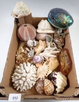 A box containing various shells, coral etc.