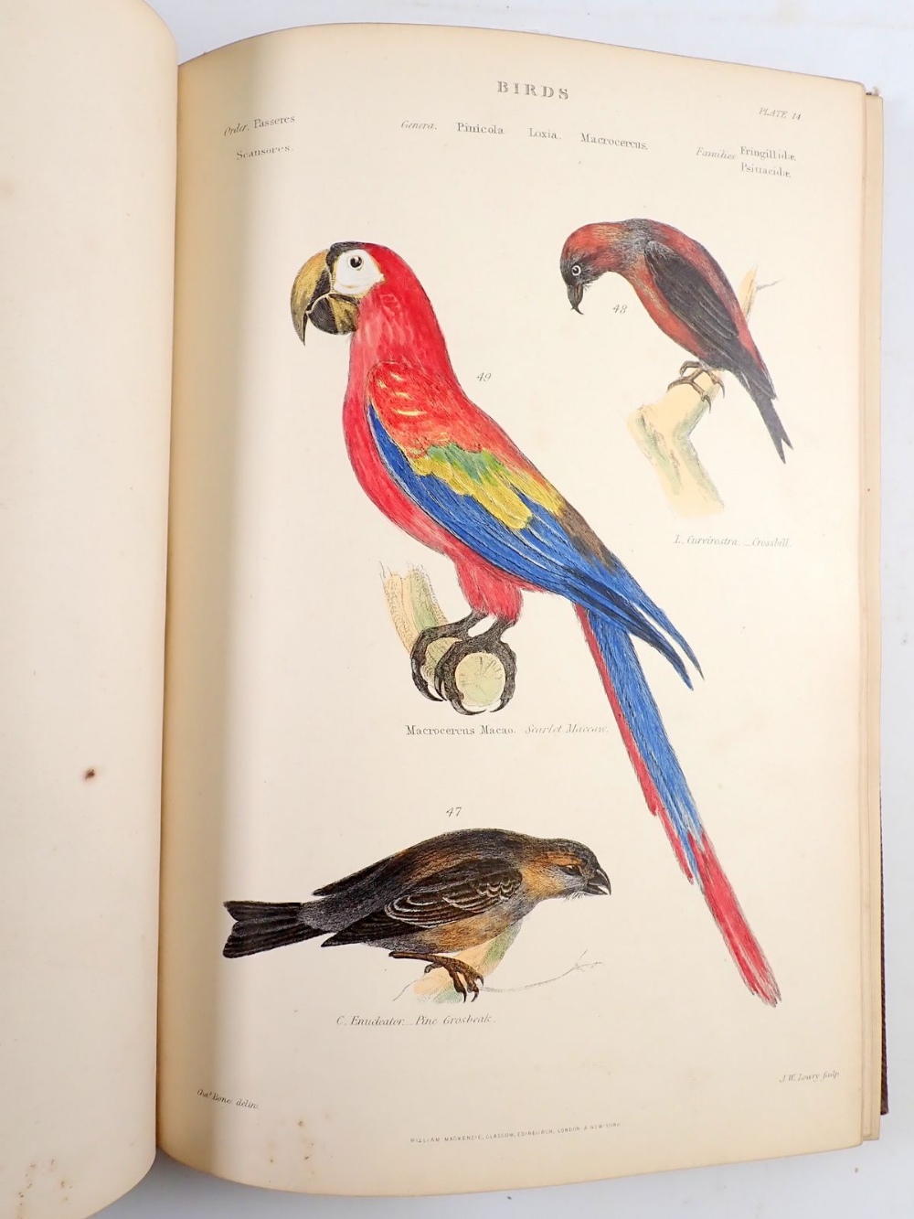 The Museum of Natural History 'Birds' by William S Dallas, multiple hand coloured plates - Image 4 of 4