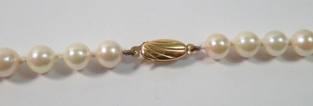 A single string of pearls with 9 carat gold clasp, 49cm - Image 2 of 2