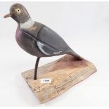 A mounted mid 20th century decoy pigeon with glass eyes, 28cm tall