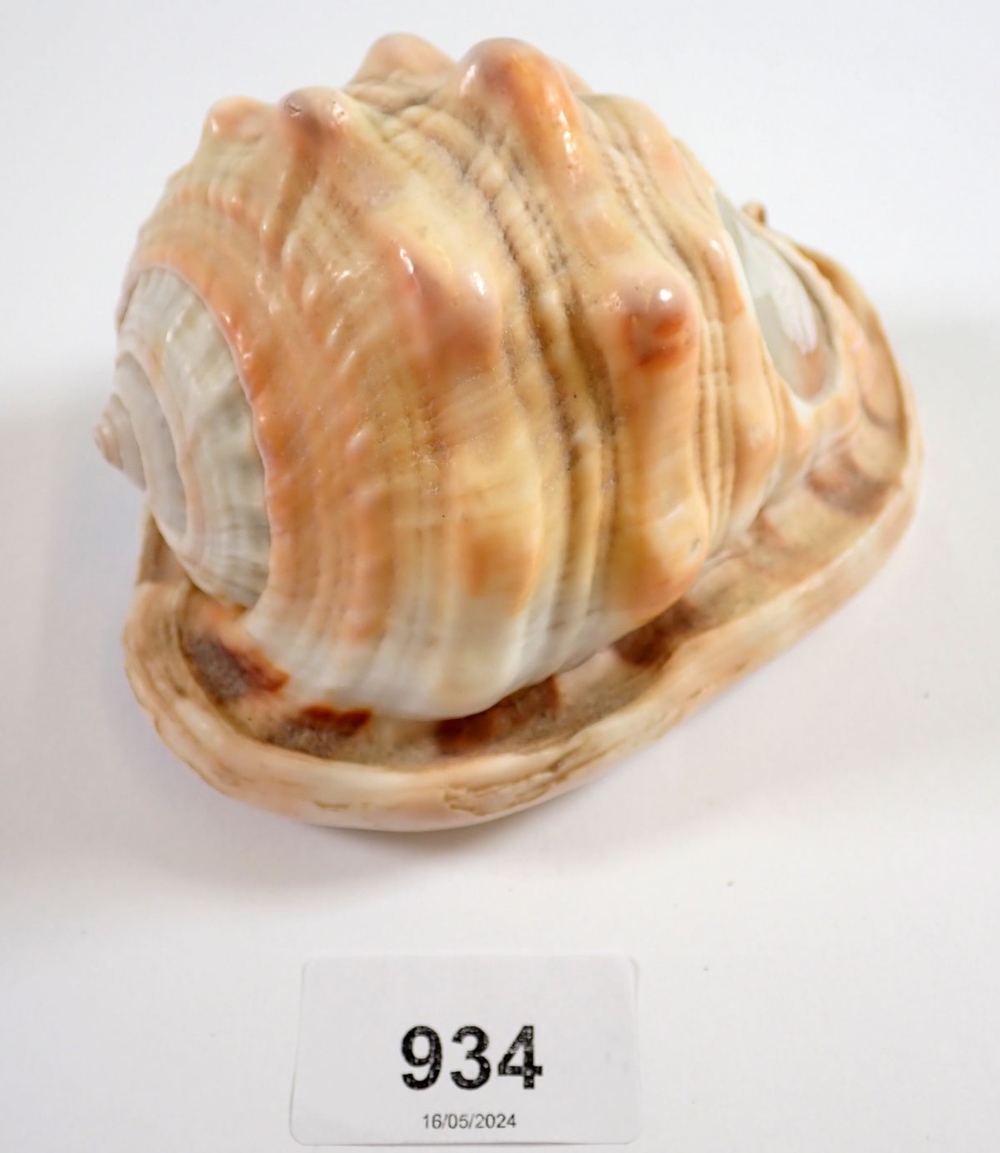 A conch shell carved with a cameo of a man, 12cm tall - Image 2 of 3