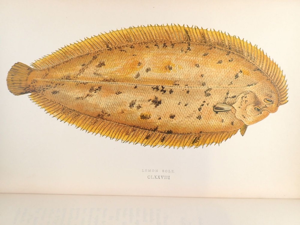 A History of the Fishes of the British Islands, Vol 3 published 1864 - Image 3 of 3