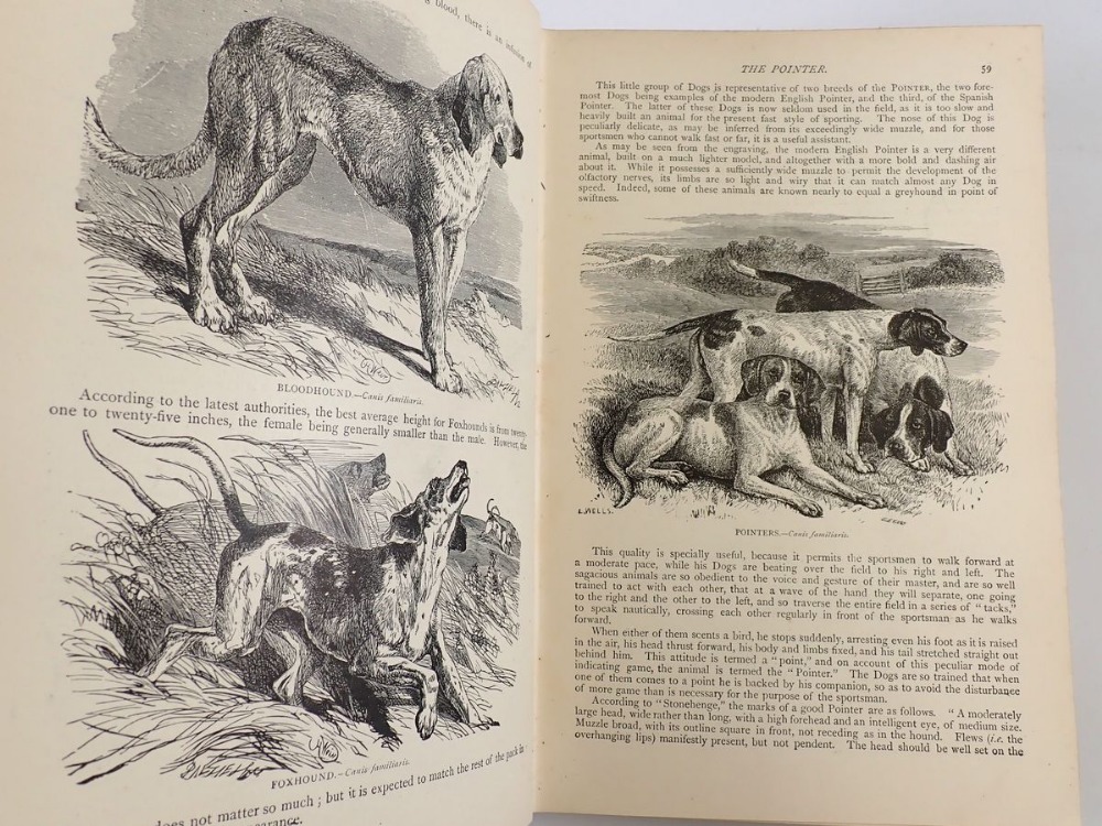 The Illustrated Natural History by the Rev J G Wood - Bild 2 aus 4