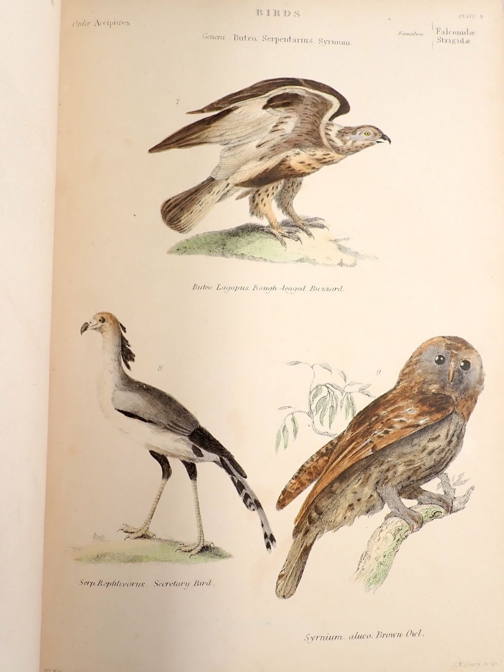The Museum of Natural History 'Birds' by William S Dallas, multiple hand coloured plates - Bild 3 aus 4