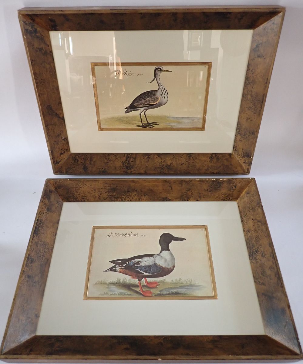 Two prints from 'The Book of British Birds, Fishes and Animals' by Leonhard Baldner featuring a grey