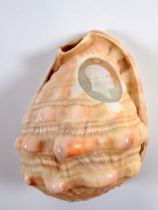 A conch shell carved with a cameo of a man, 12cm tall