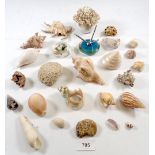 A box of various shells, coral ornaments etc.