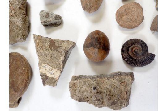 A box of fossils including ammonites, coral, sea urchins etc. - Image 6 of 6